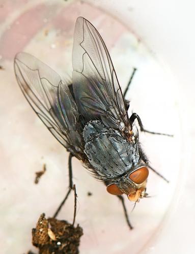 Réf. 284 763 : Calliphora vicina